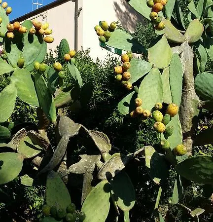 Apartamento San Giuseppe *